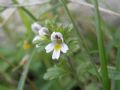 Euphrasia minima